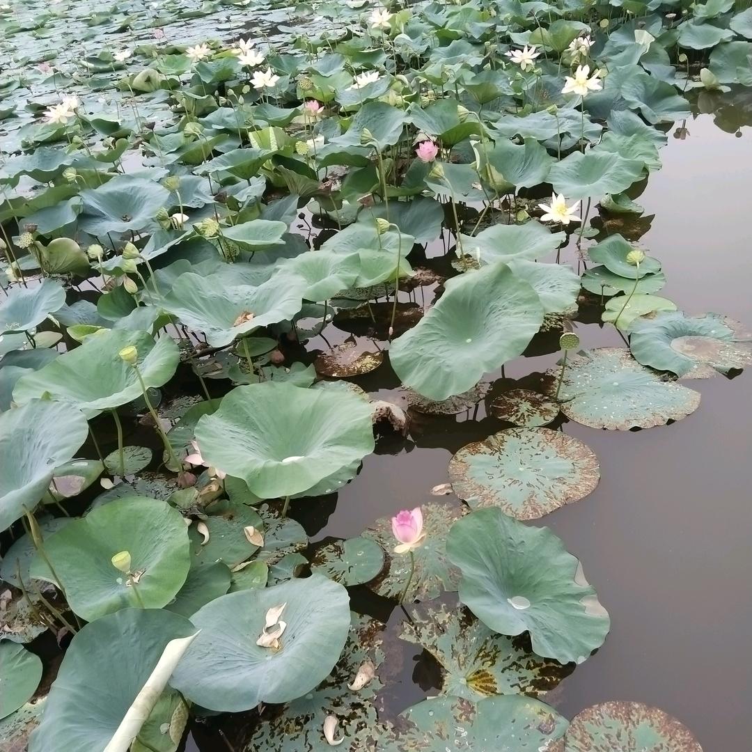 伟伟