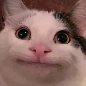 呆呆萌萌的小猫
