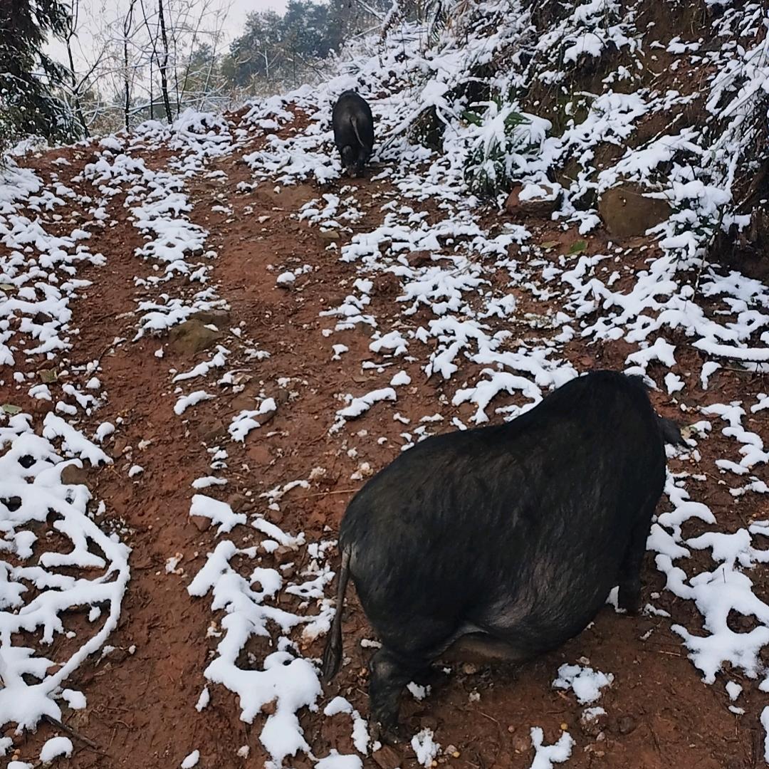 生态放养香猪