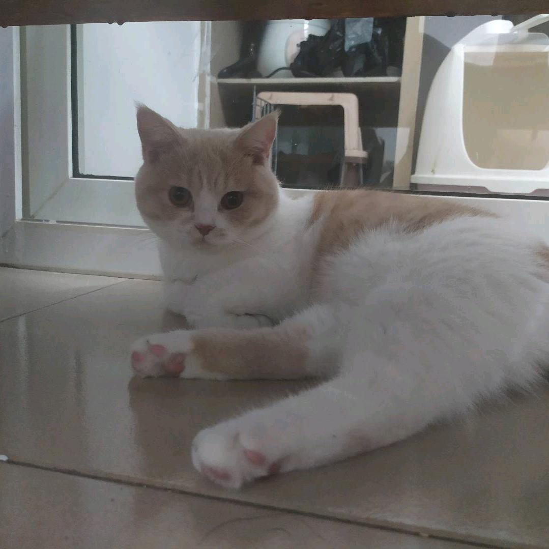 夏季清风