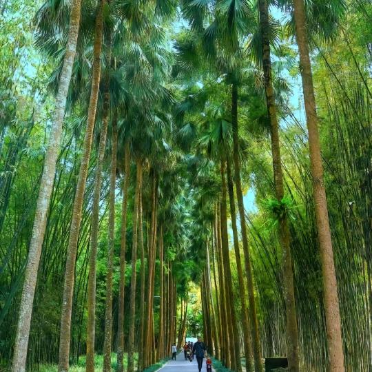 版纳旅居民宿