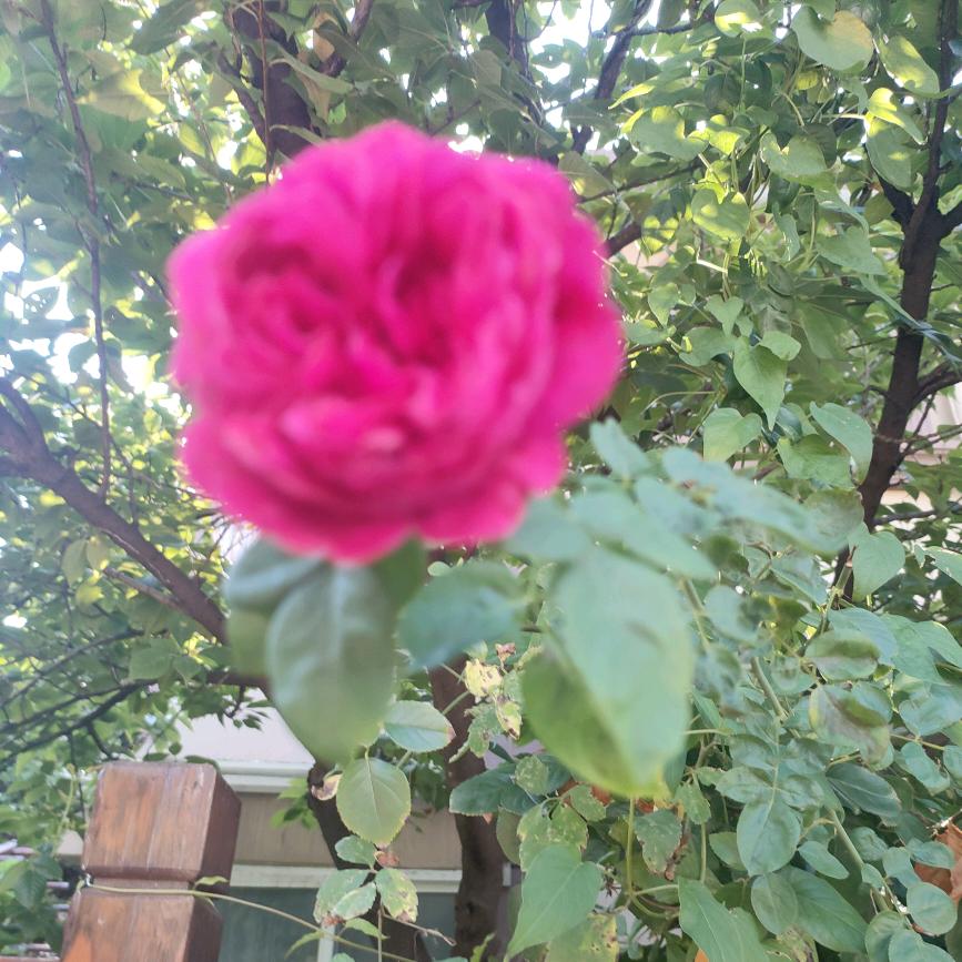 美好未来