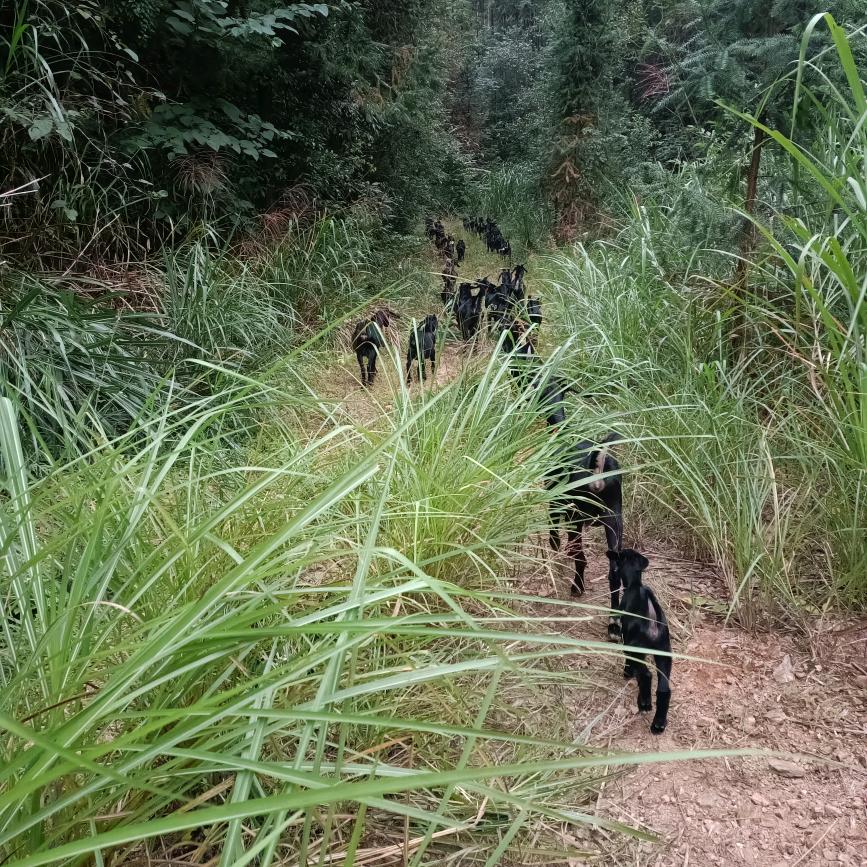 老张的田园生活