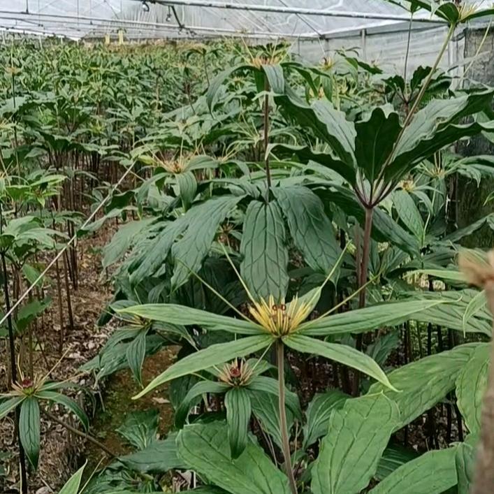 🌸独来独往🌾💐🍁🌸🌻