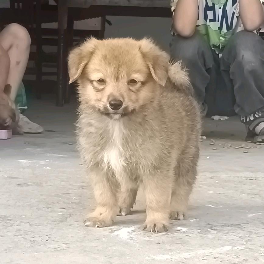 东方的太阳