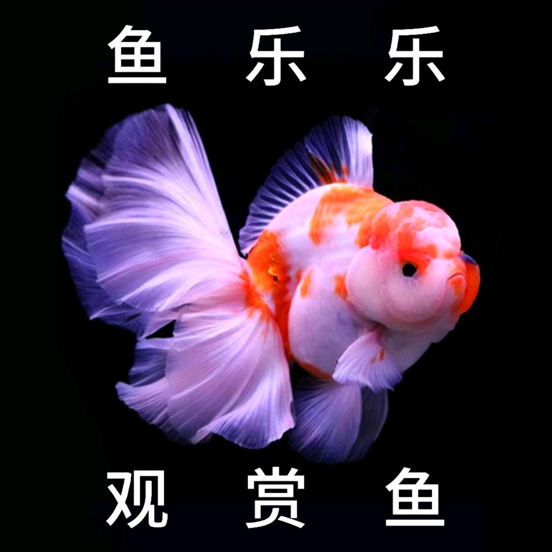 鱼乐乐观赏鱼