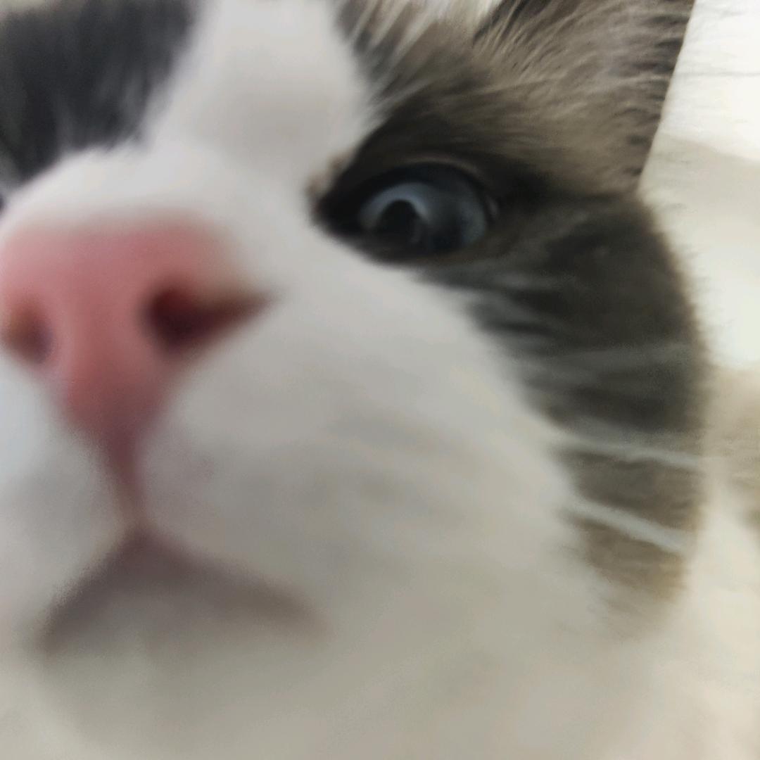 Camellia丶（看帅哥版）