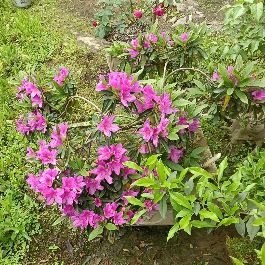 健康幸福🤗