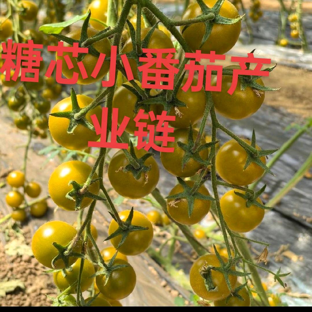 零农残糖芯小番茄供应链