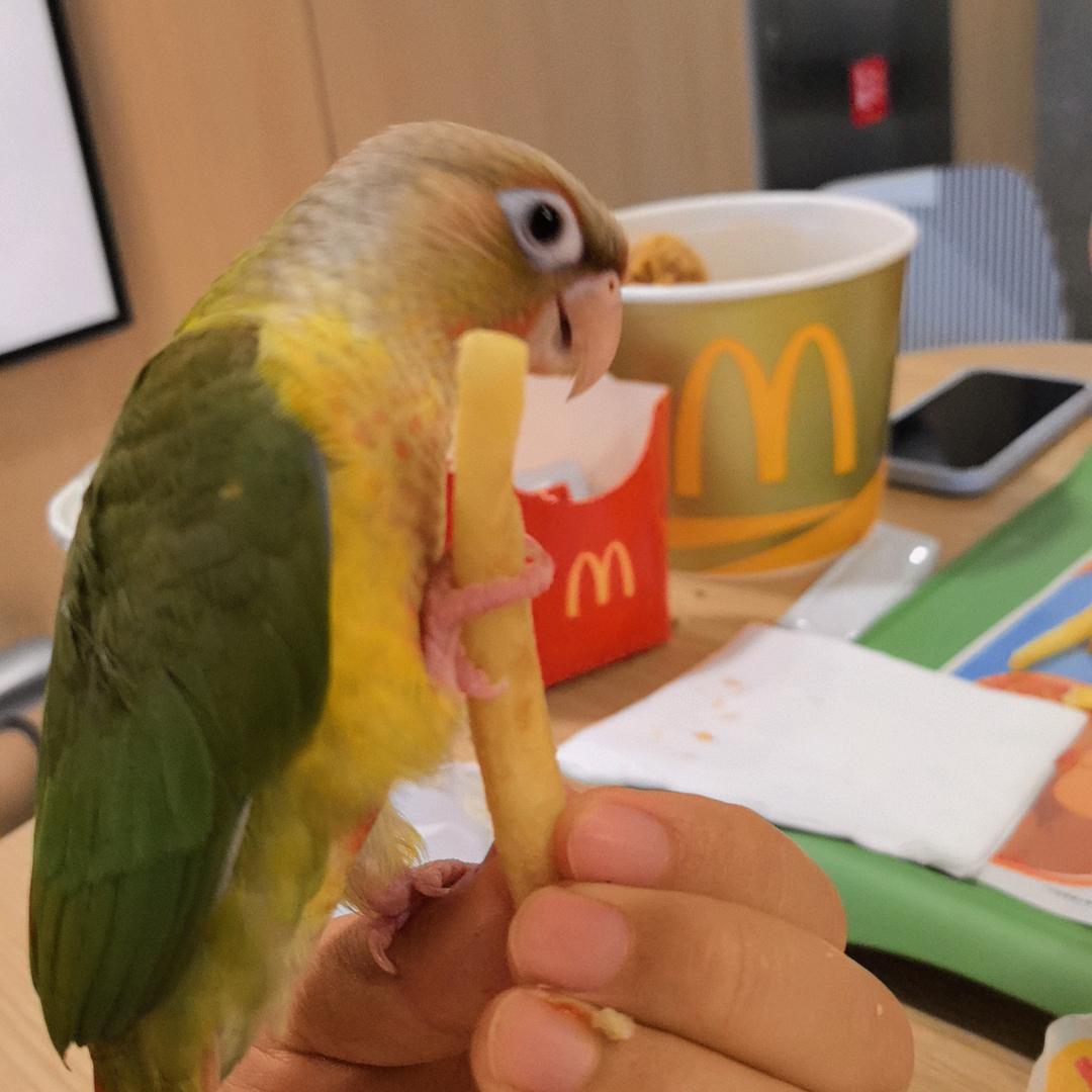 圆圆的宝贝🐥元宝