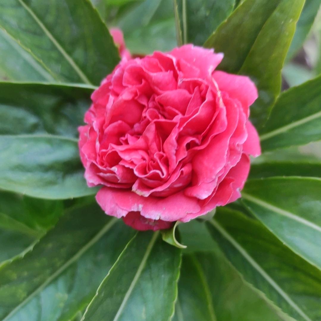 清水芙蓉