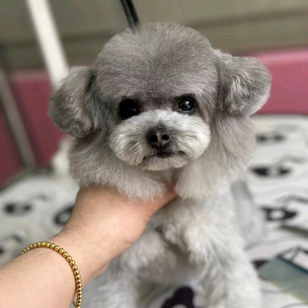 西安猫狗