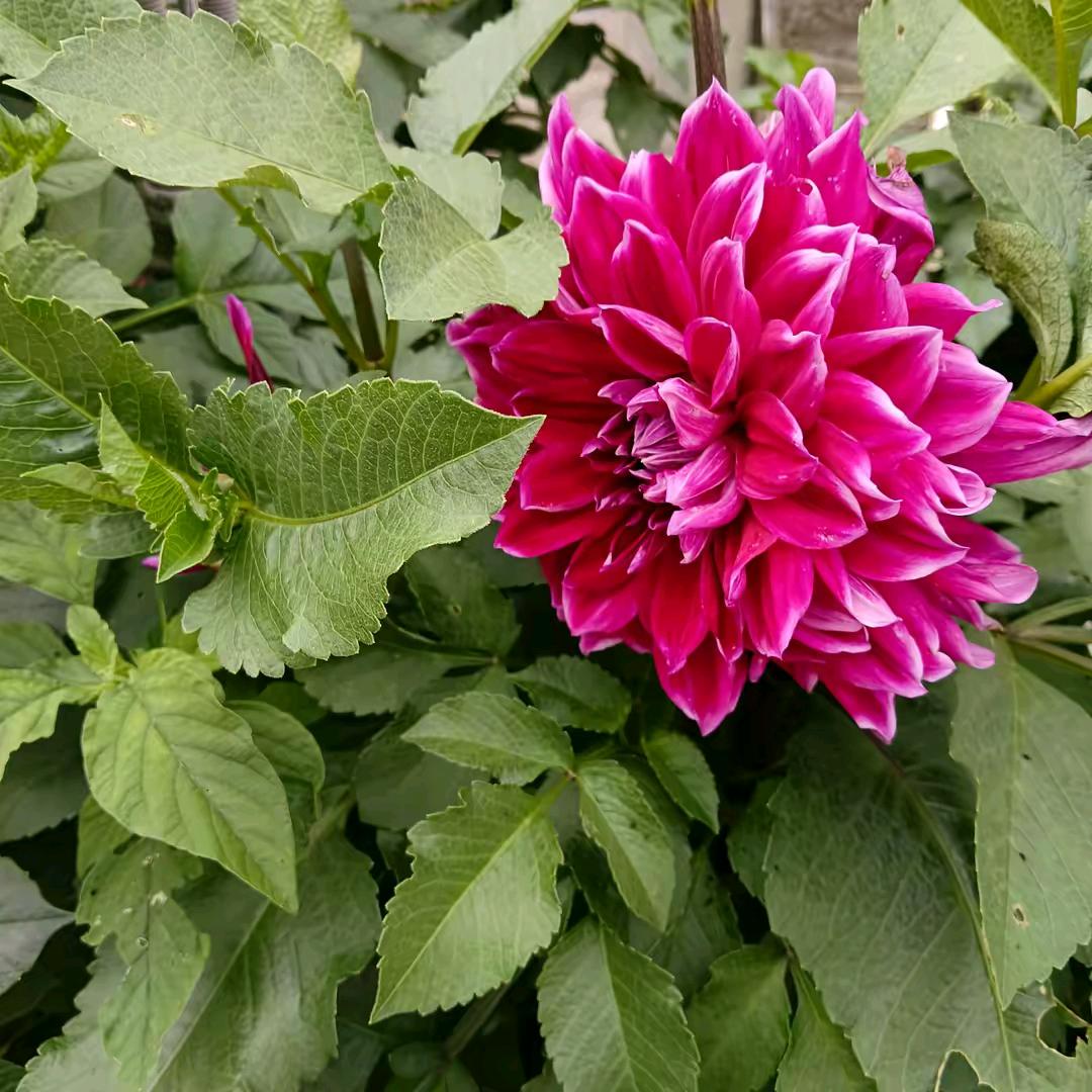 聊斋
