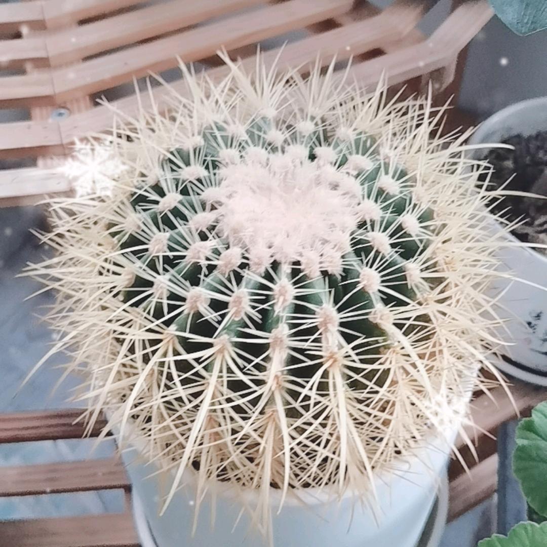 杨嫣