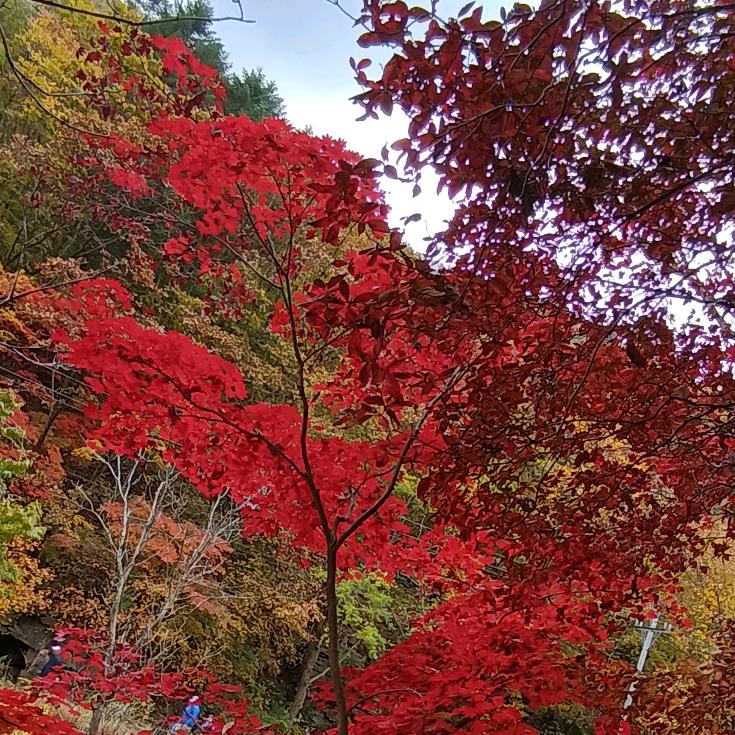 爱唱歌的邵姥姥