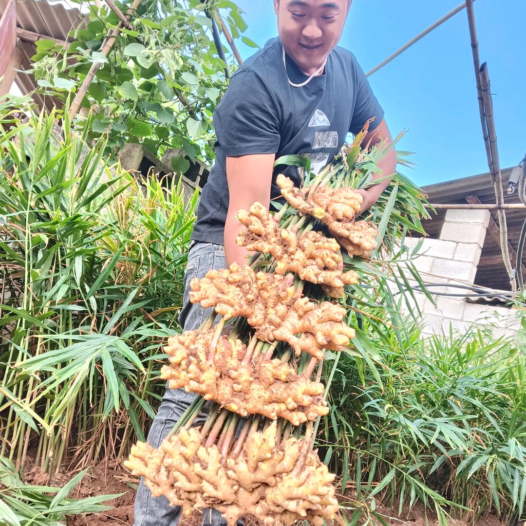 巧农人农业种植园