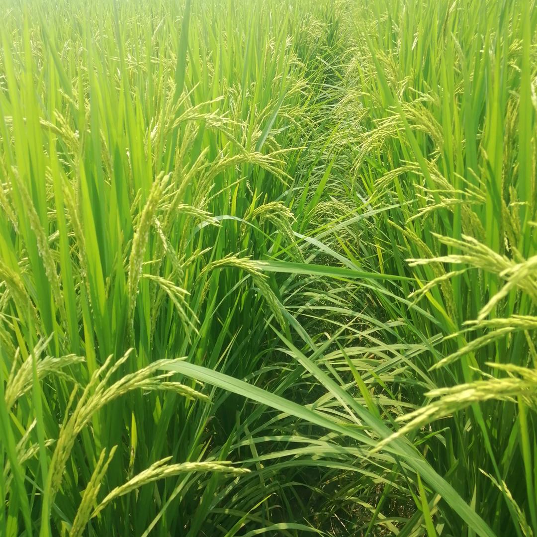 陪我长大61320873140