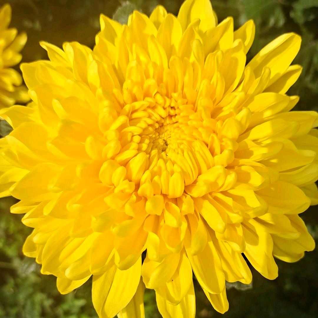 糖宝黄白菊花种植基地（全国各地发货）