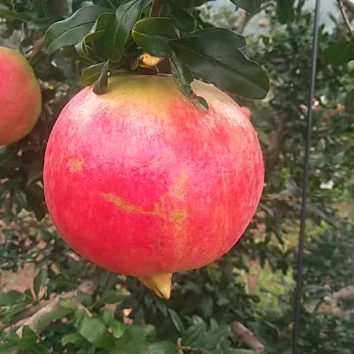 荥阳市一帆风顺家庭农场