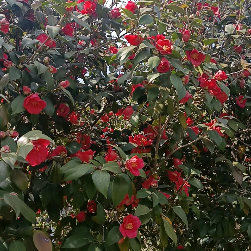 彝👄族💐啊🌺妹