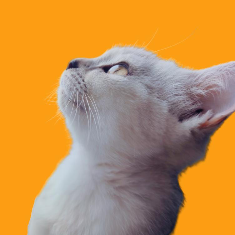 打工人养七只猫