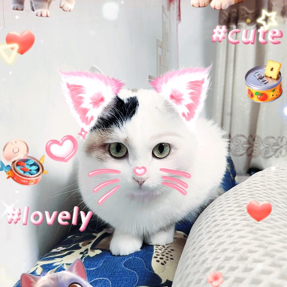 萌新丫头