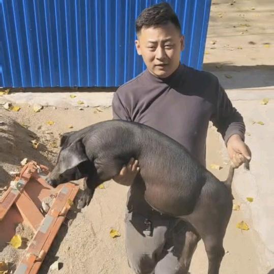 黑猪苗专供 创业农村人