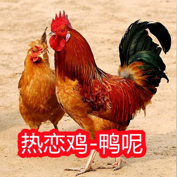 山里人散养鸡鸭蛋