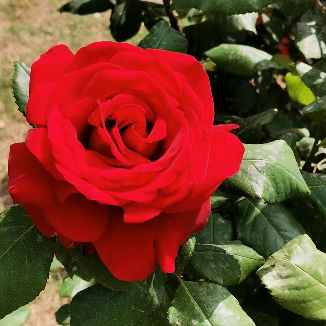 春暖花开