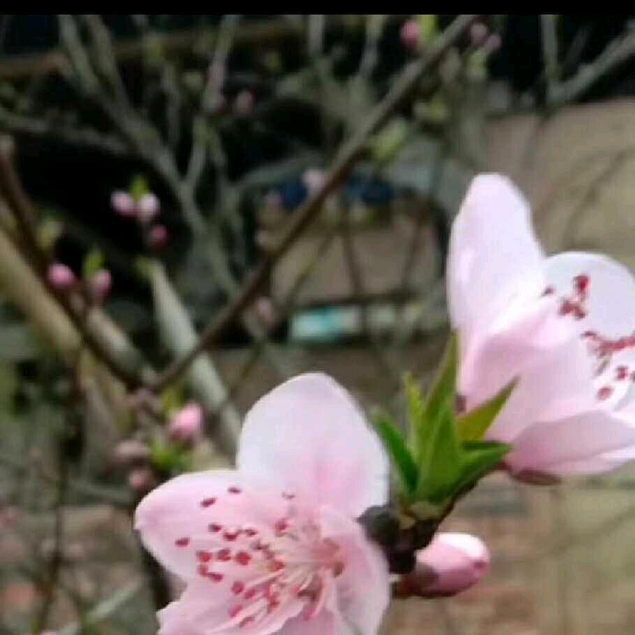 罗本秀