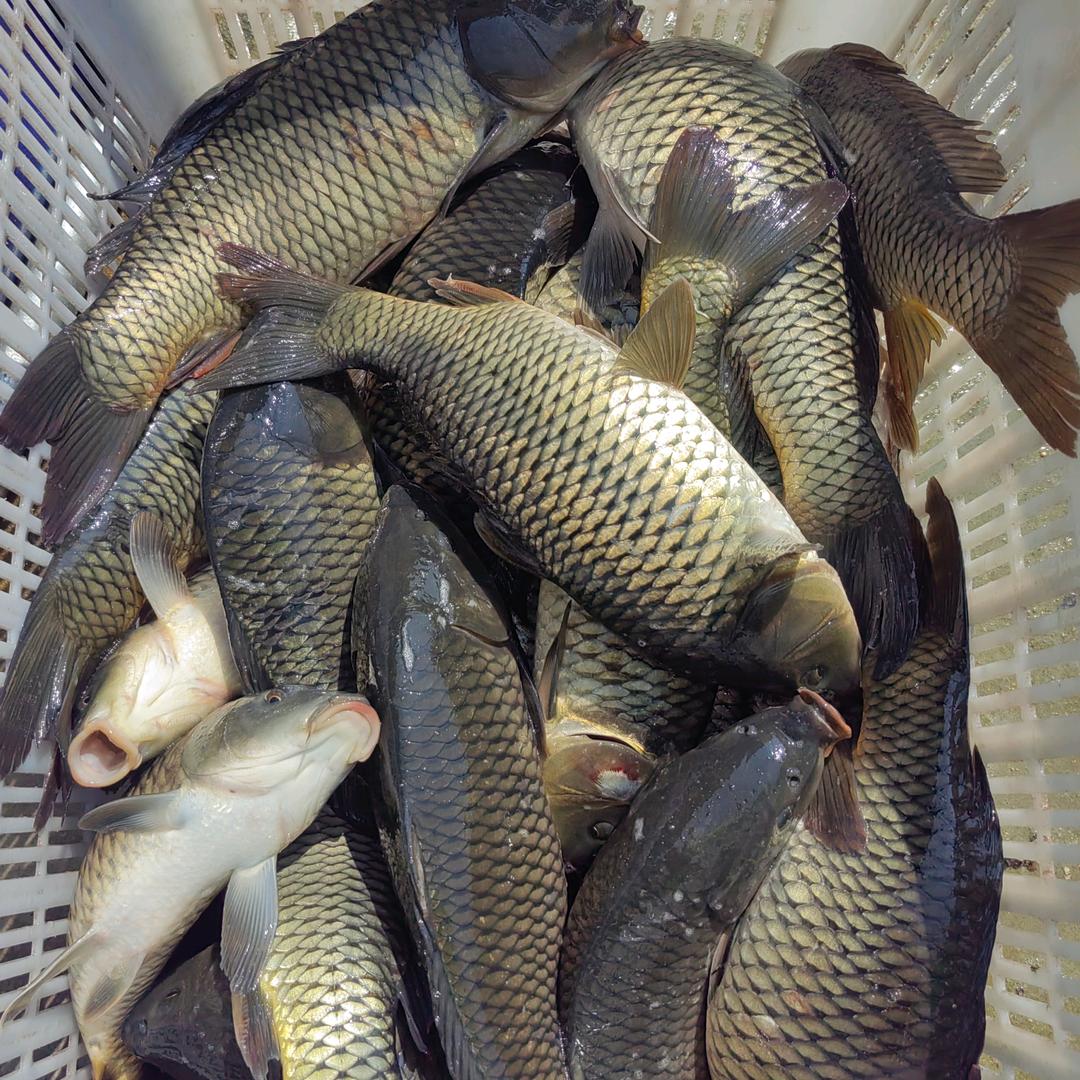 杜张水库休闲垂钓园