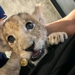 AAA专业套狗王师傅