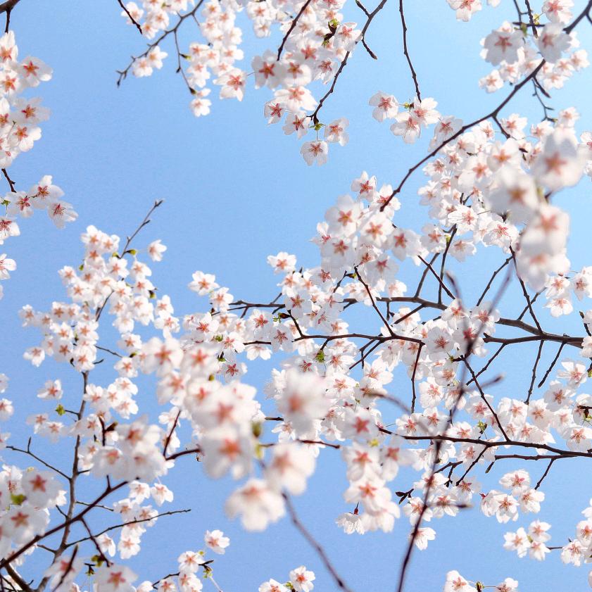 静.待.花.开