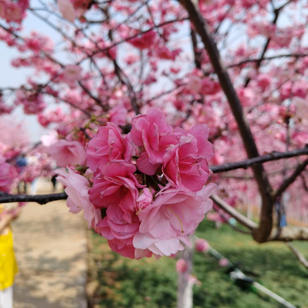 芳