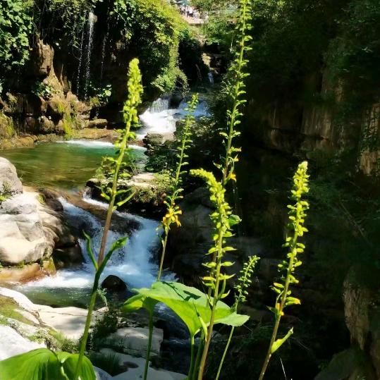 虎哥（游戏分享，直播创业。）