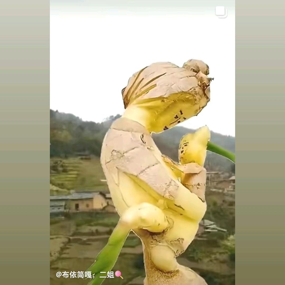 丈人
