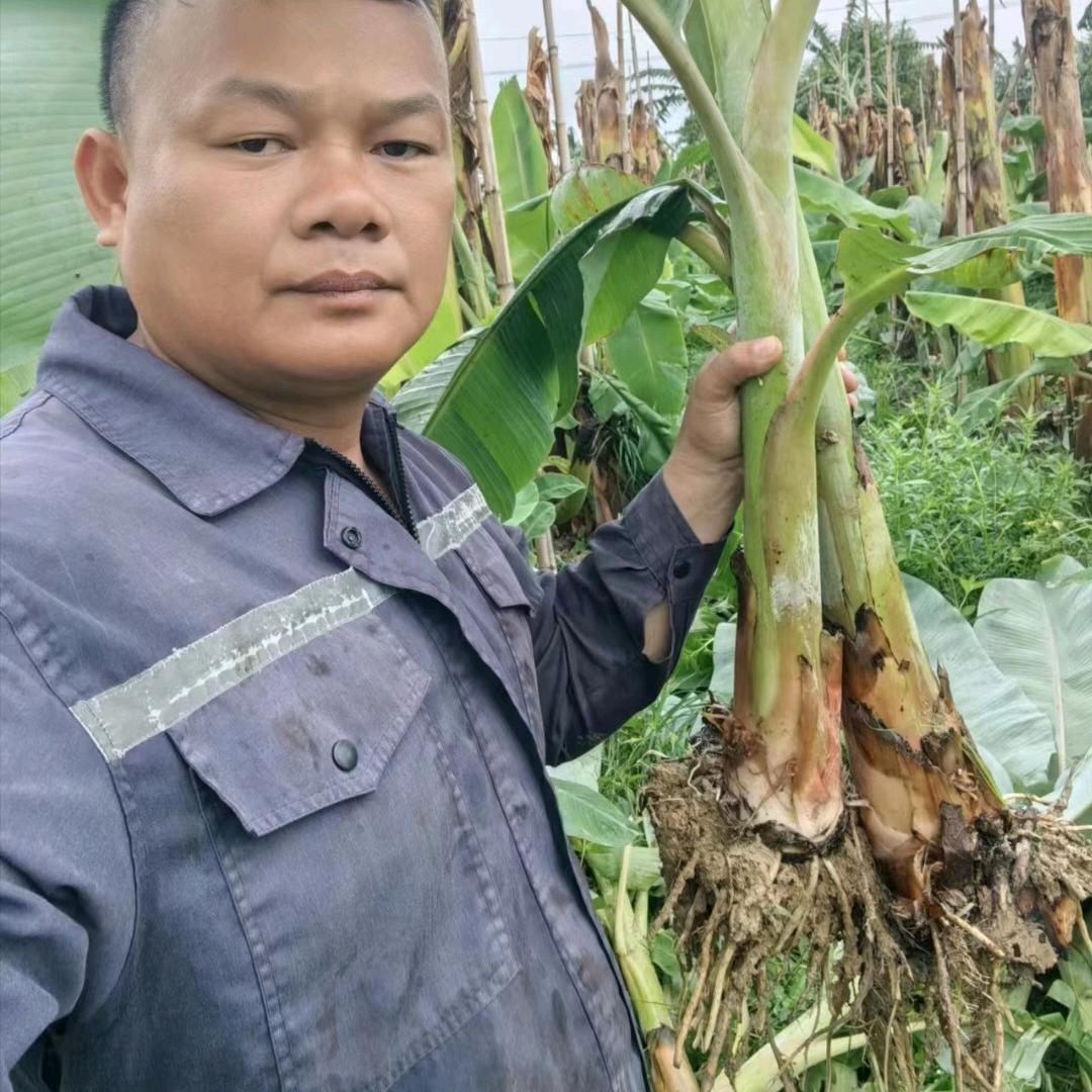 粉蕉不死苗 三哥农业 黄叶病的克星