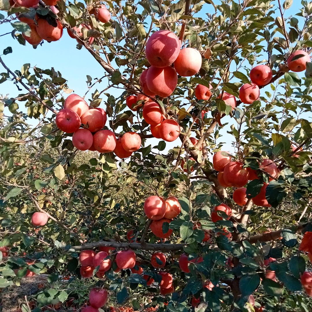 苹果修