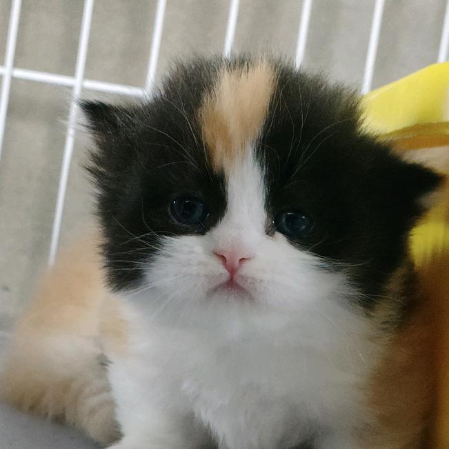 喵小宅（静静的猫屋）