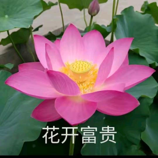 枝枝爱钓鱼