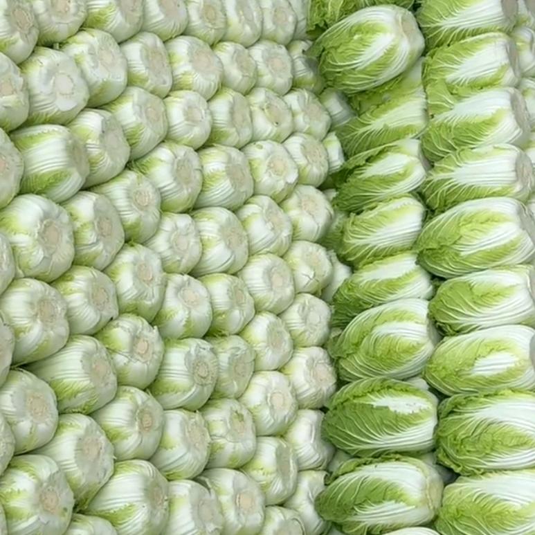 常年代收大白菜
