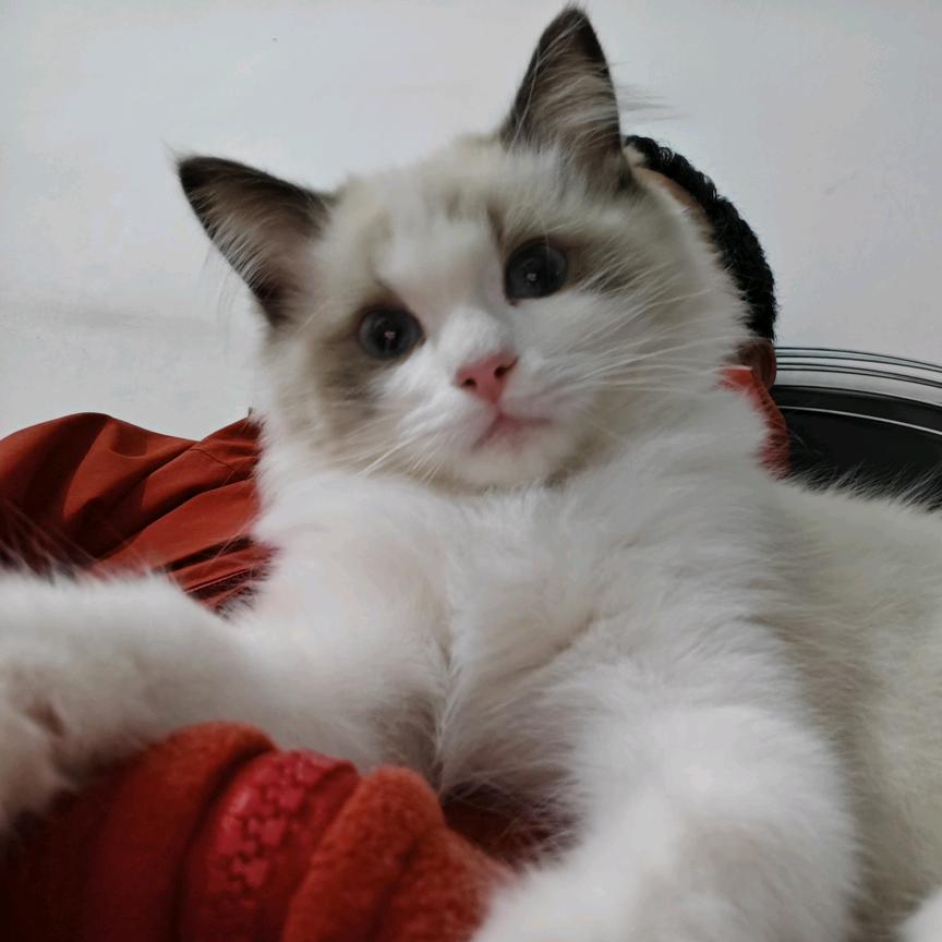 山霭（西部计划版）