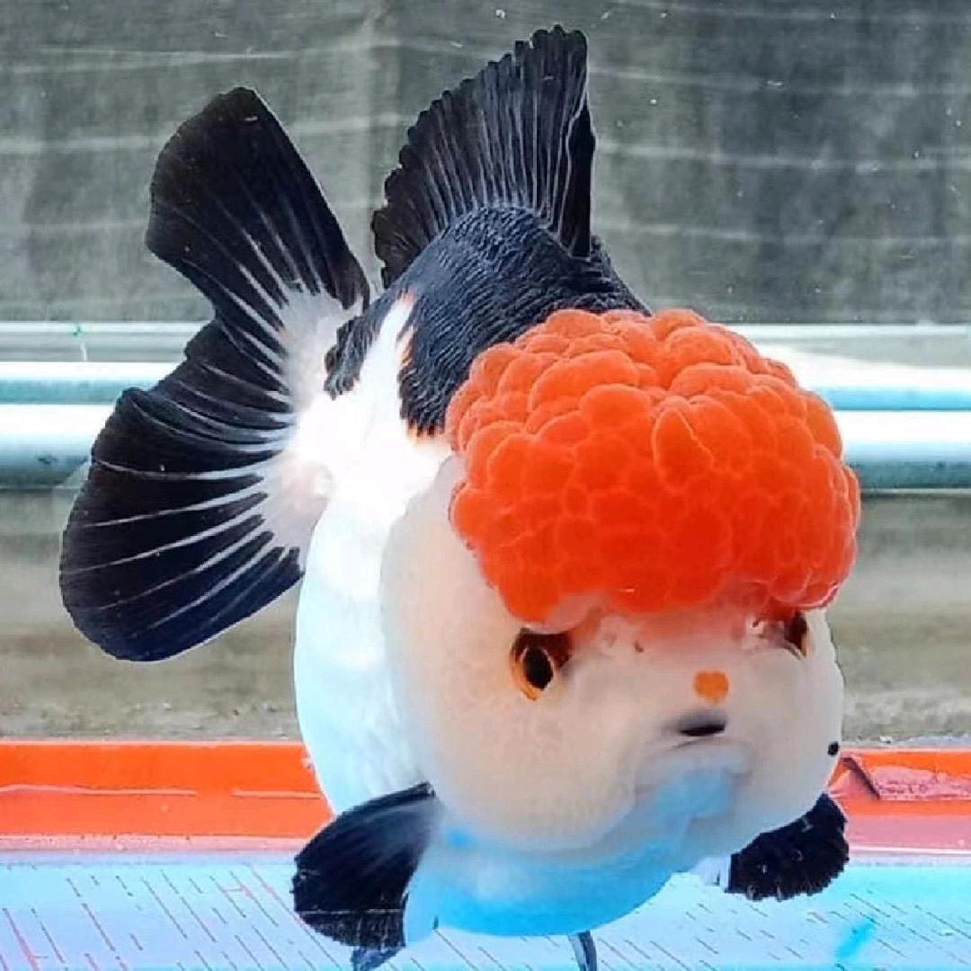依蓓观赏鱼