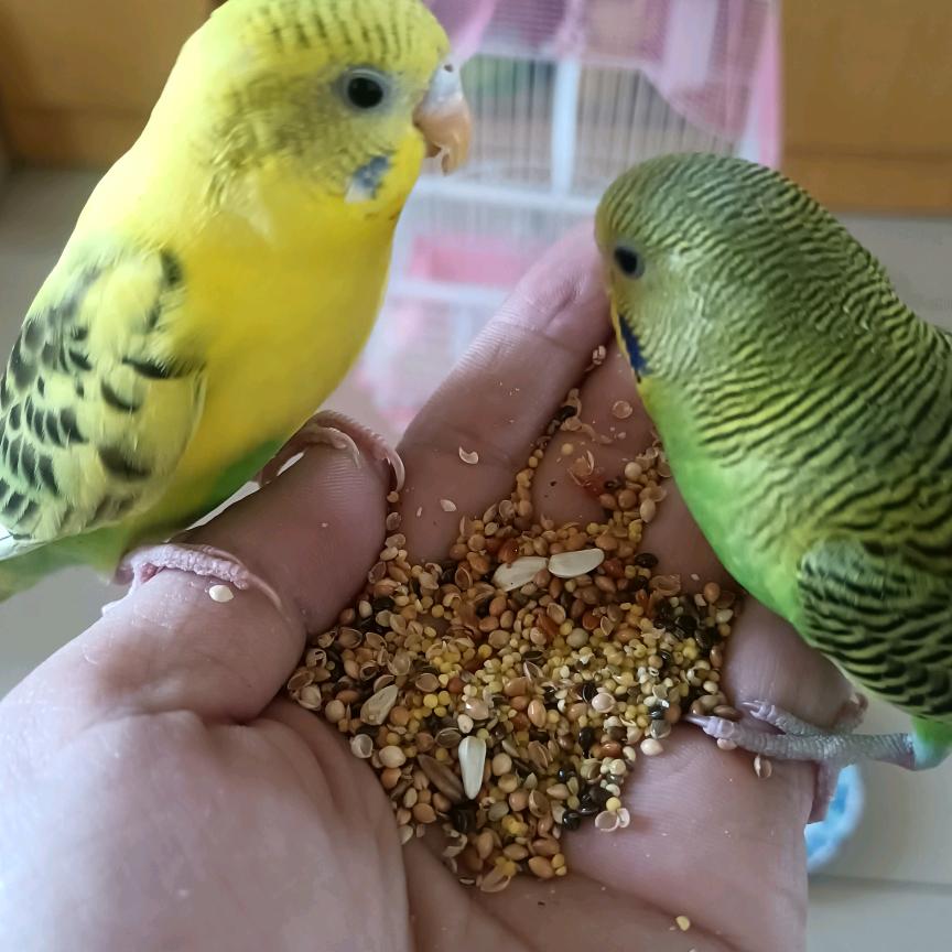 陌上花