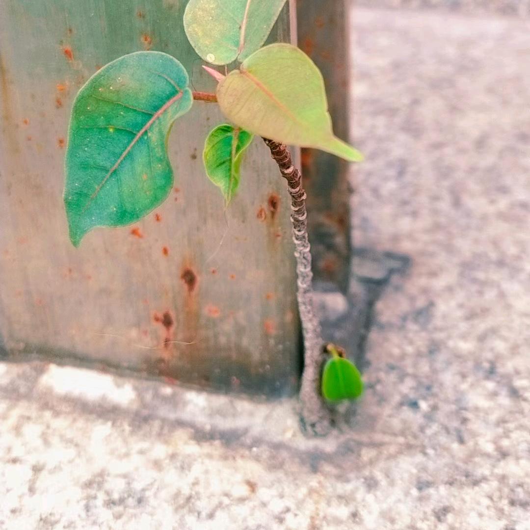 我是阳光不需要光芒