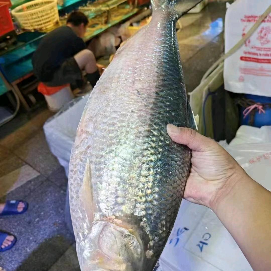 三泥鱼批发零售