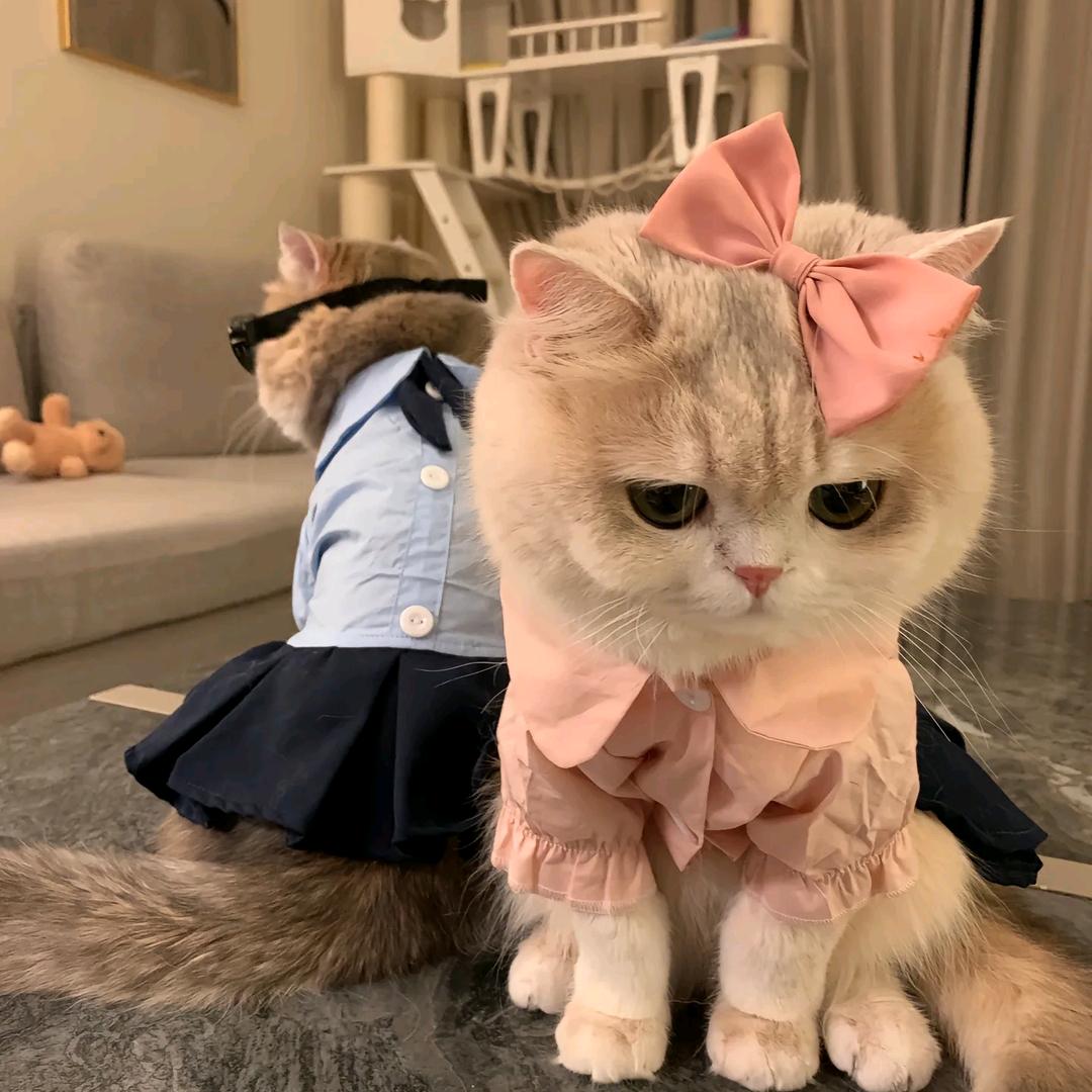 Taco小肥の日记本