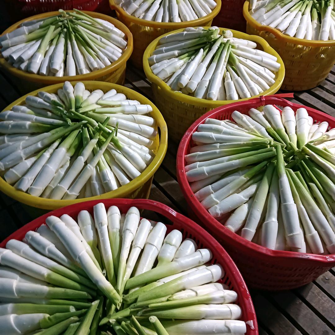 浩斌茭白水中人参