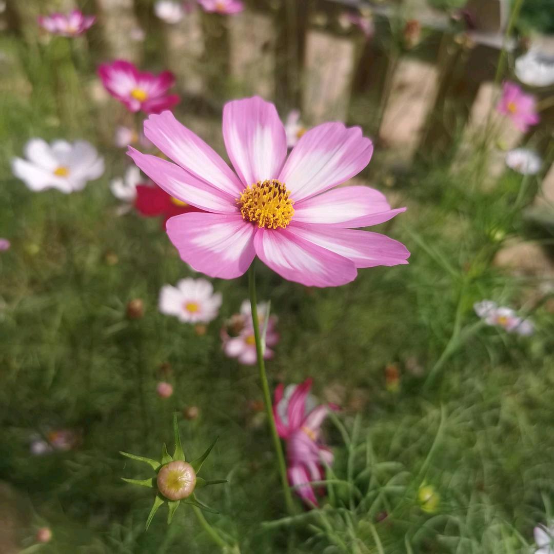 杉杉