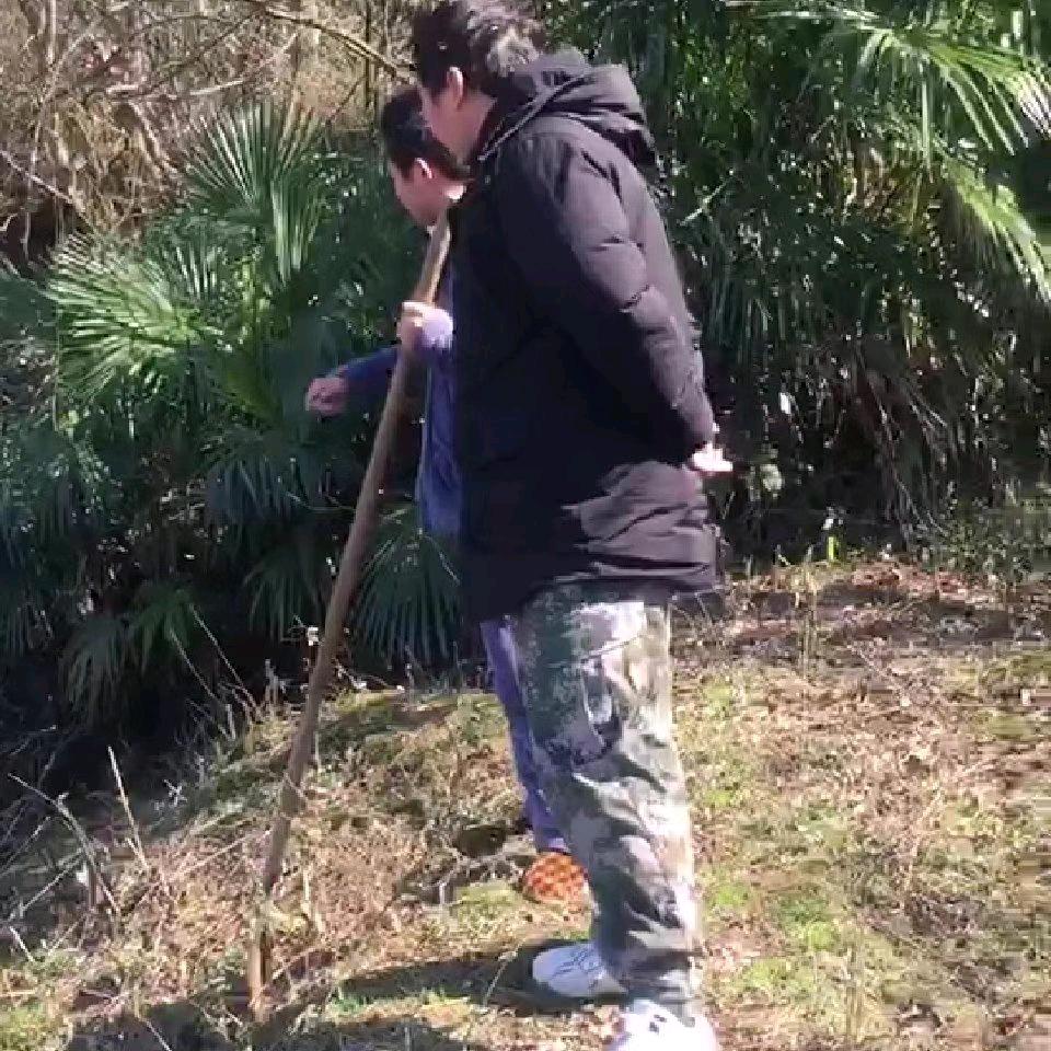 赫本伍田～老赫画饼主任